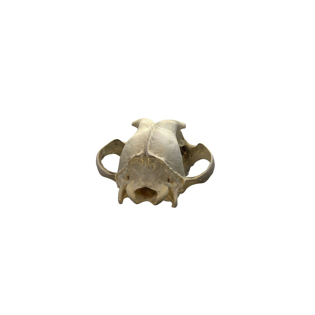 Wolf Skull 3D Model – Low Poly Photogrammetry Game Asset, FBX - View 7