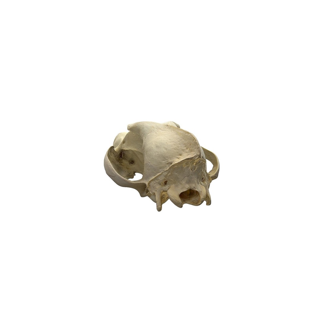 Wolf Skull 3D Model – Low Poly Photogrammetry Game Asset, FBX - View 8