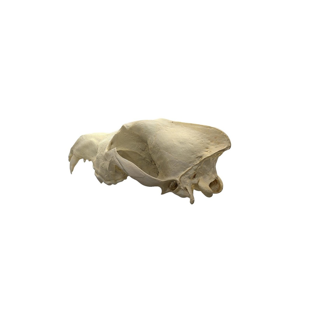 Wolf Skull 3D Model – Low Poly Photogrammetry Game Asset, FBX - View 9