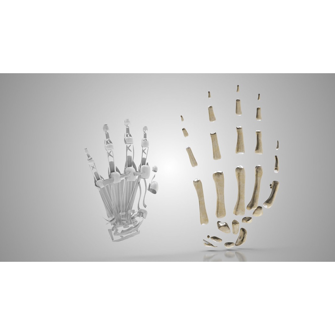 Hand Bones with Ligaments 3D Model – Low Poly Medical Asset, FBX