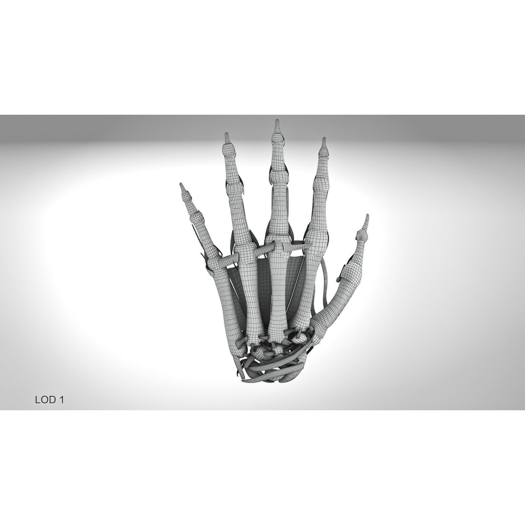 Hand Bones with Ligaments 3D Model – Low Poly Medical Asset, FBX - View 10