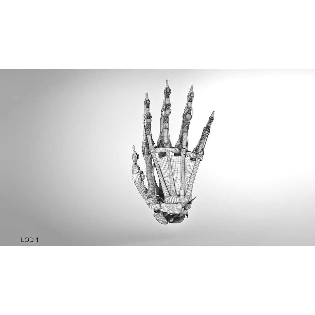 Hand Bones with Ligaments 3D Model – Low Poly Medical Asset, FBX - View 12