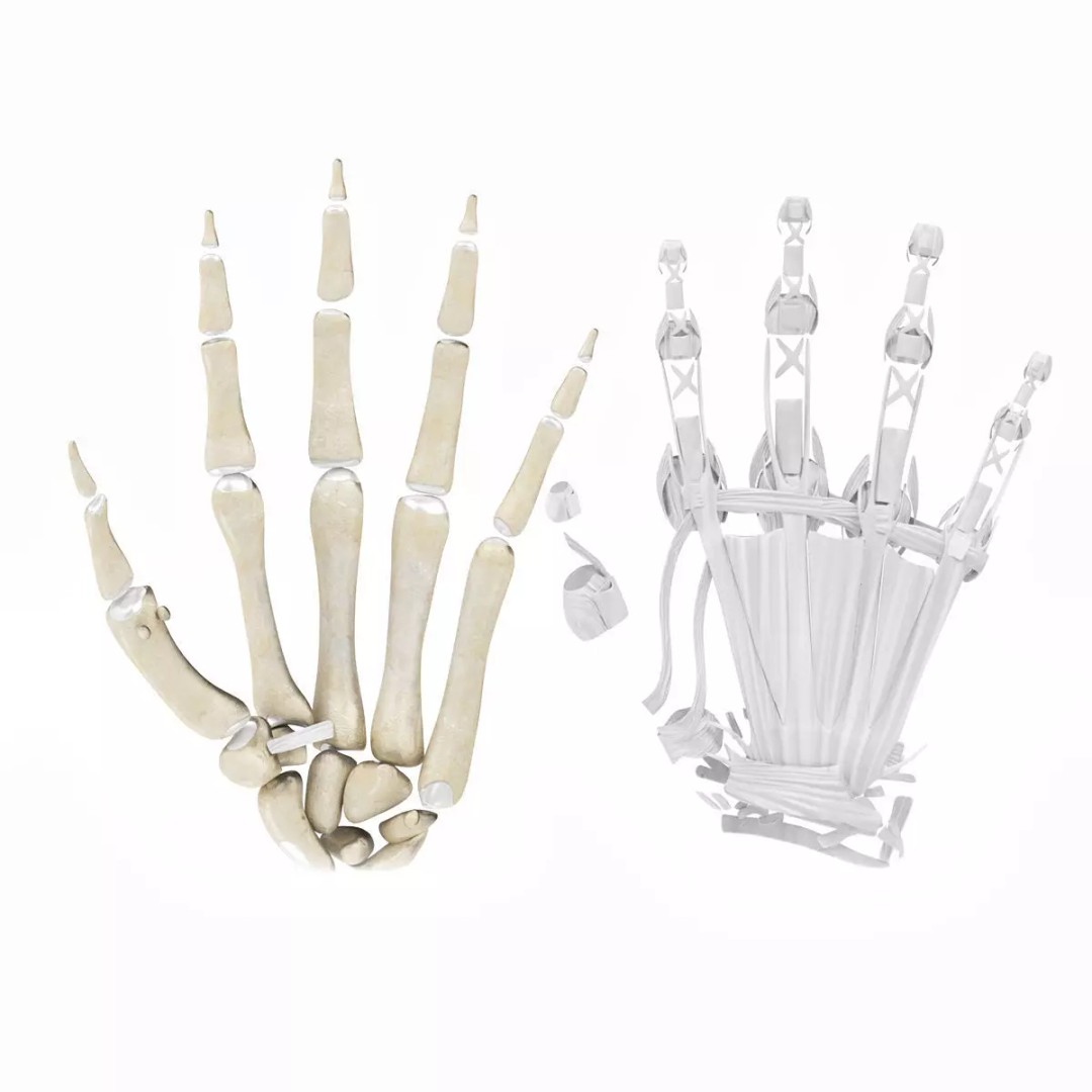 Hand Bones with Ligaments 3D Model – Low Poly Medical Asset, FBX - View 2