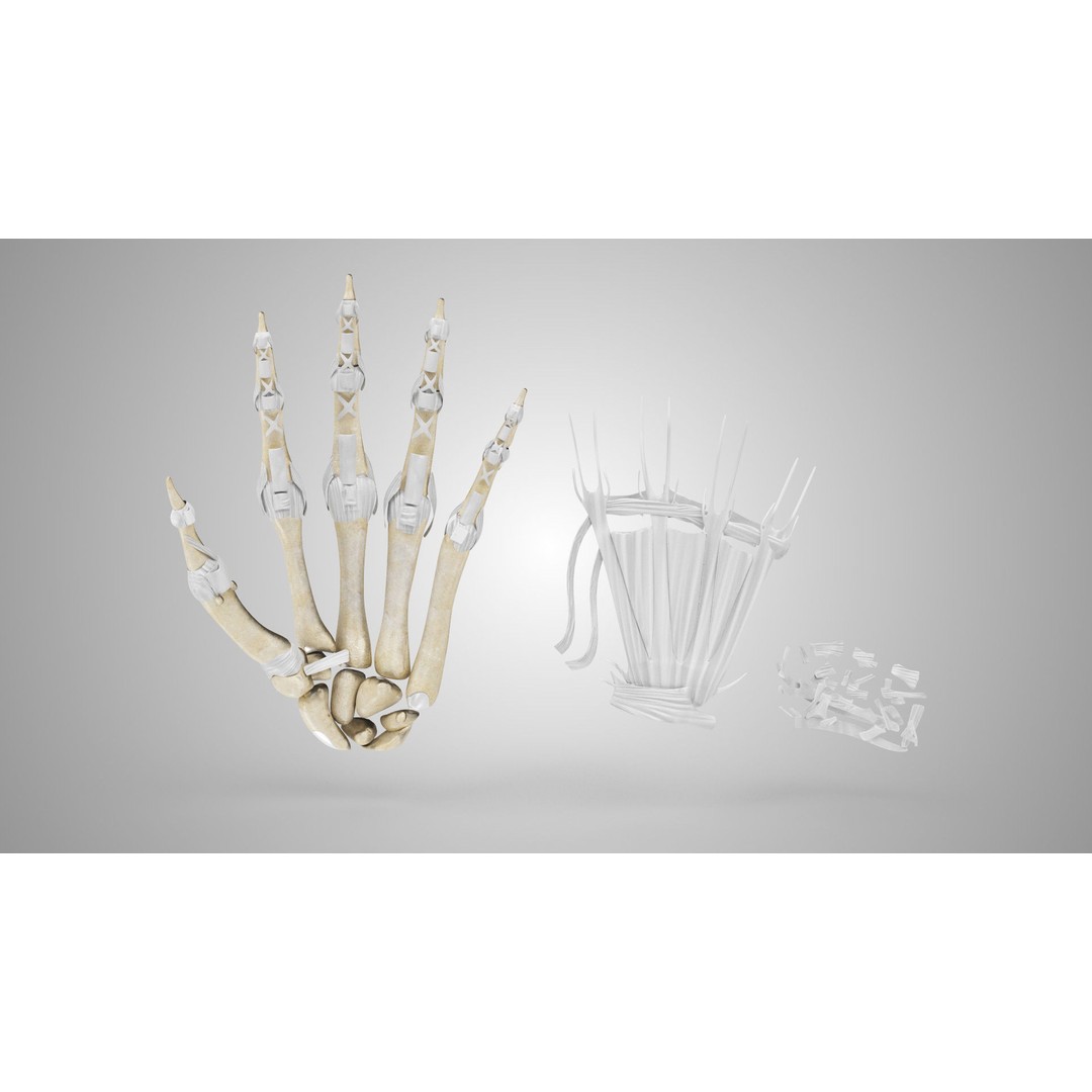 Hand Bones with Ligaments 3D Model – Low Poly Medical Asset, FBX - View 21