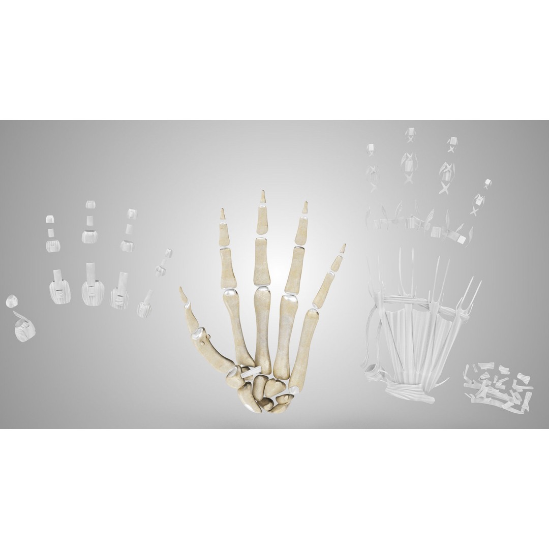 Hand Bones with Ligaments 3D Model – Low Poly Medical Asset, FBX - View 22