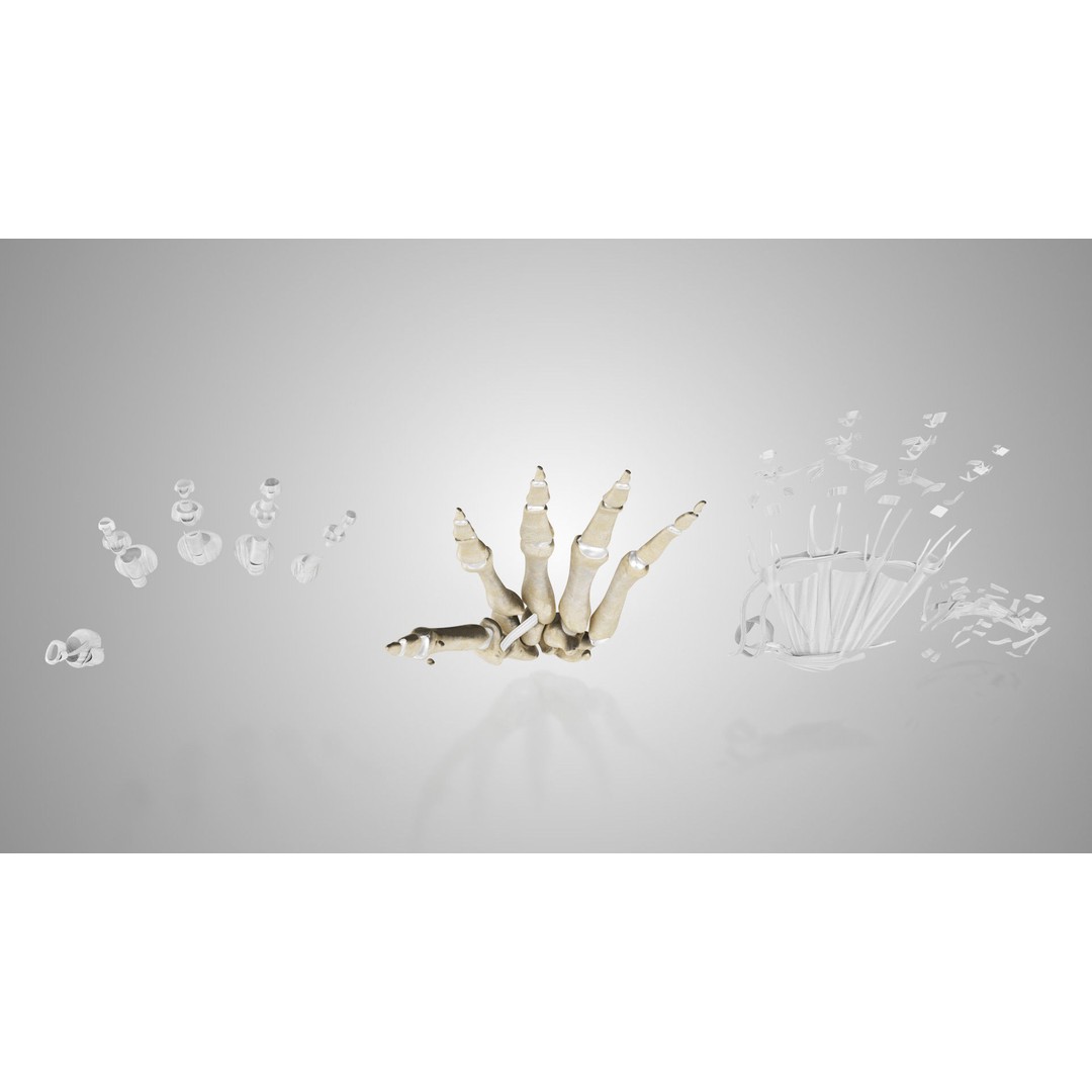 Hand Bones with Ligaments 3D Model – Low Poly Medical Asset, FBX - View 23