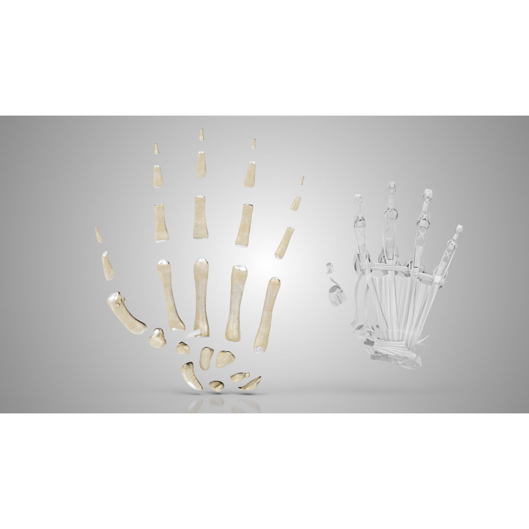 Hand Bones with Ligaments 3D Model – Low Poly Medical Asset, FBX - View 24