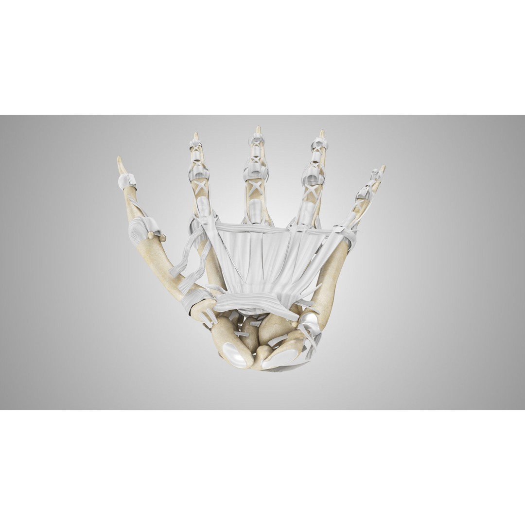 Hand Bones with Ligaments 3D Model – Low Poly Medical Asset, FBX - View 4