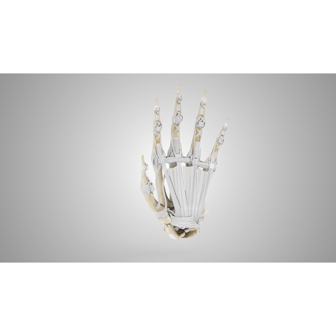Hand Bones with Ligaments 3D Model – Low Poly Medical Asset, FBX - View 5
