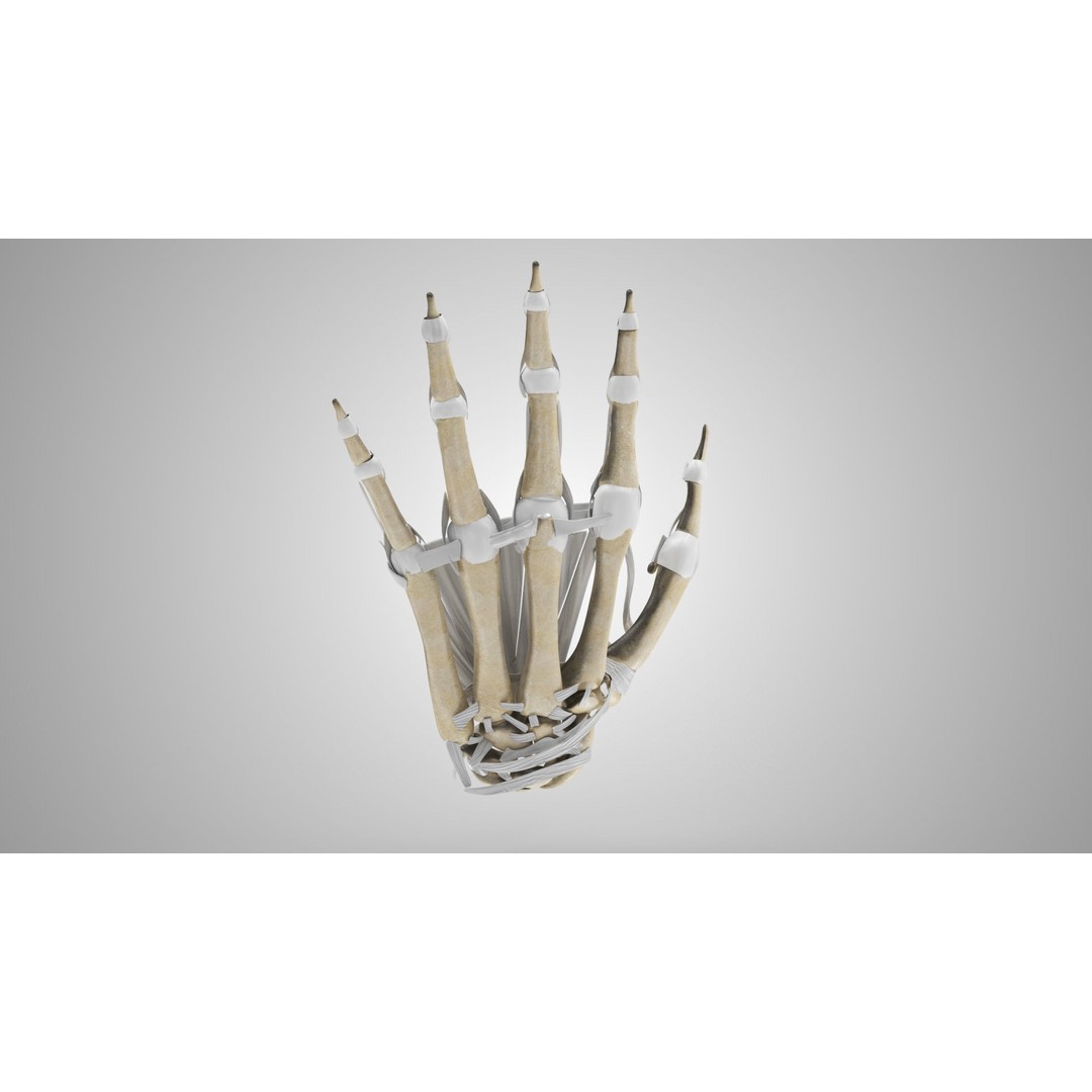 Hand Bones with Ligaments 3D Model – Low Poly Medical Asset, FBX - View 6