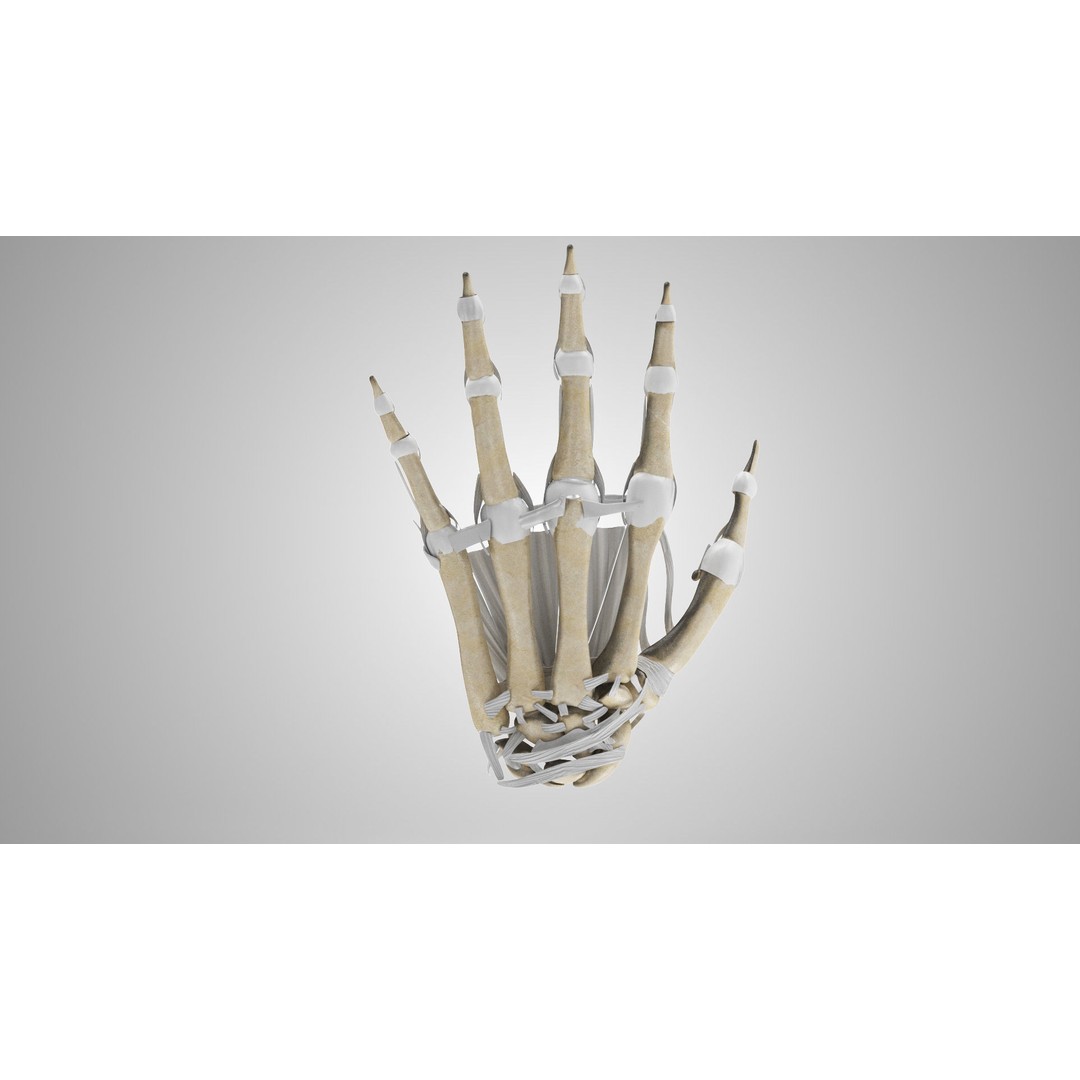 Hand Bones with Ligaments 3D Model – Low Poly Medical Asset, FBX - View 7