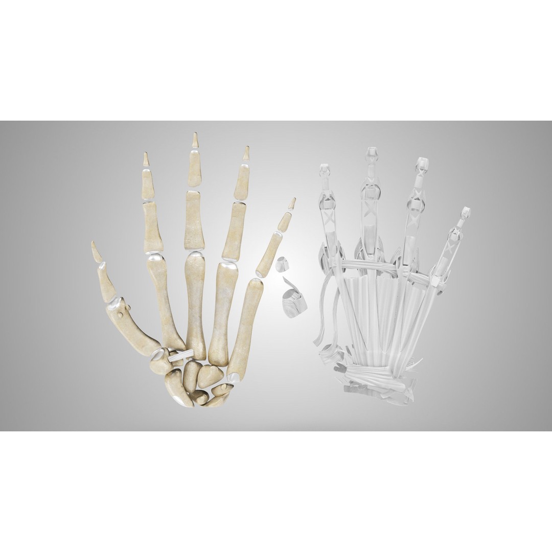 Hand Bones with Ligaments 3D Model – Low Poly Medical Asset, FBX - View 8