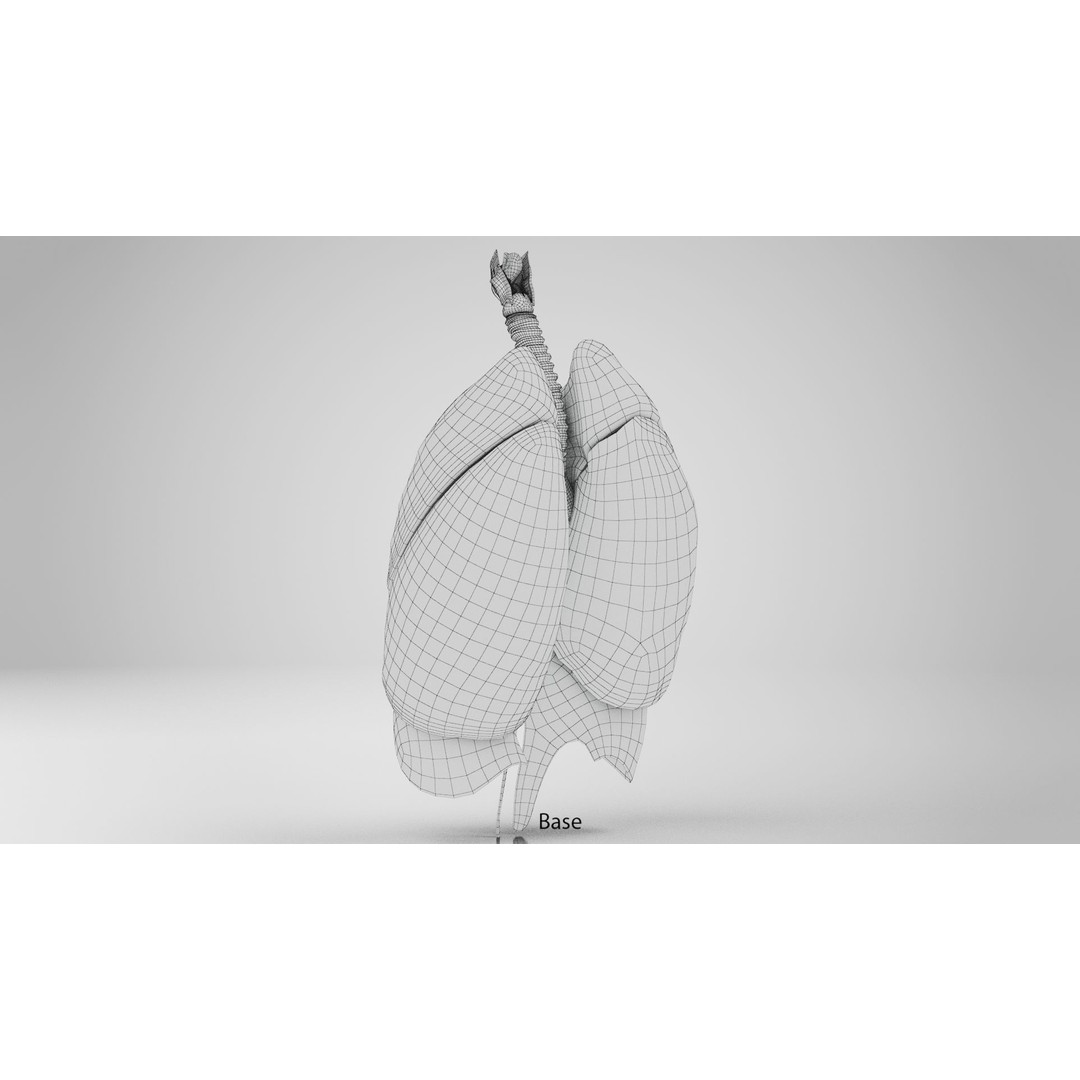 Human Lungs 3D Model – High Quality Medical Anatomy Asset, FBX - View 14