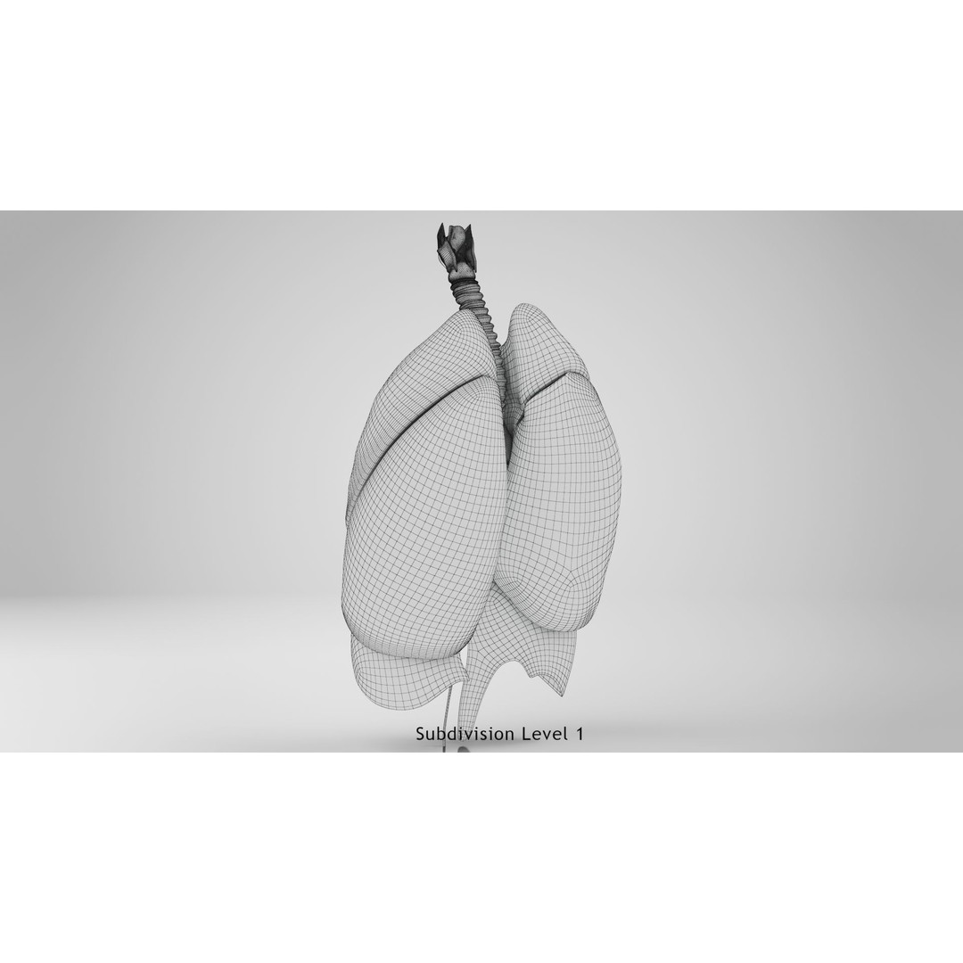 Human Lungs 3D Model – High Quality Medical Anatomy Asset, FBX - View 15