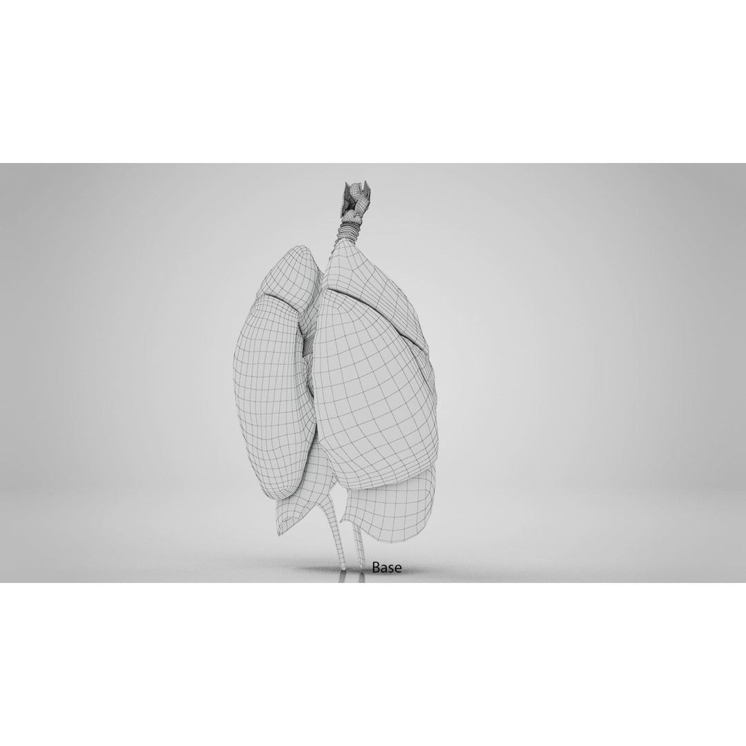 Human Lungs 3D Model – High Quality Medical Anatomy Asset, FBX - View 16