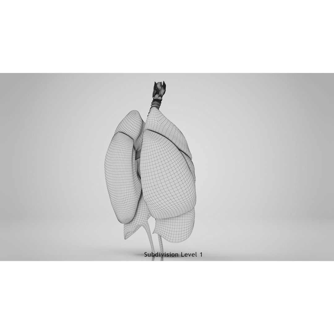 Human Lungs 3D Model – High Quality Medical Anatomy Asset, FBX - View 17