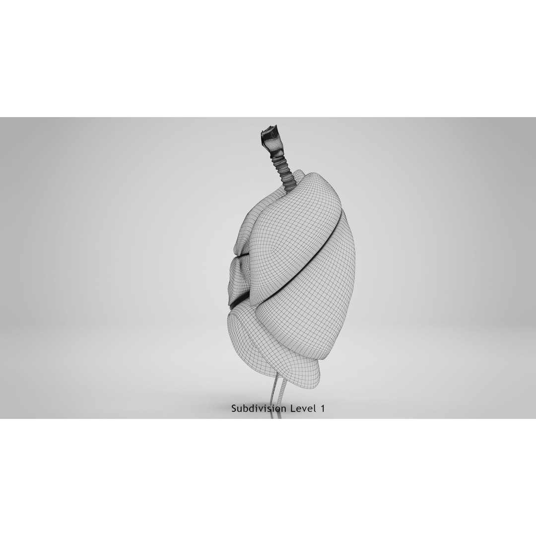 Human Lungs 3D Model – High Quality Medical Anatomy Asset, FBX - View 19