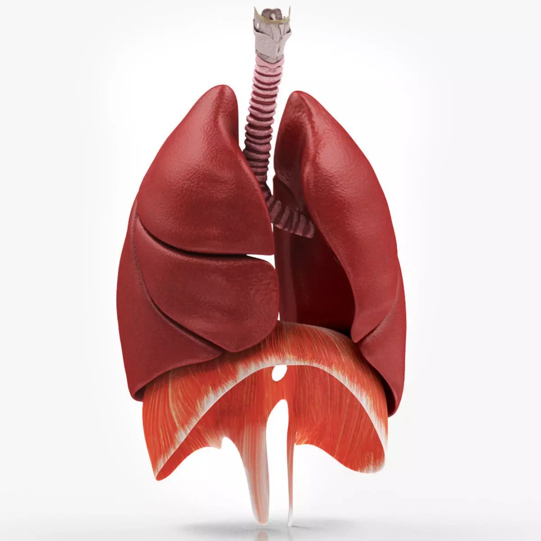 Human Lungs 3D Model – High Quality Medical Anatomy Asset, FBX - View 2