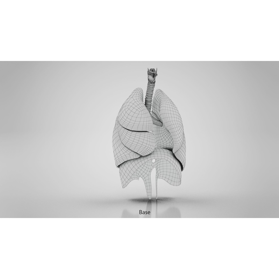 Human Lungs 3D Model – High Quality Medical Anatomy Asset, FBX - View 24