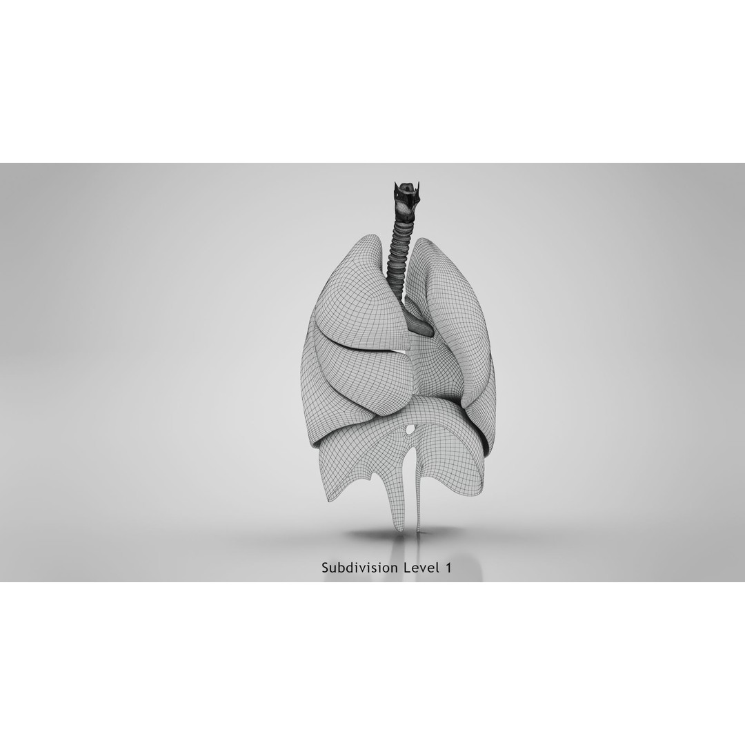 Human Lungs 3D Model – High Quality Medical Anatomy Asset, FBX - View 25