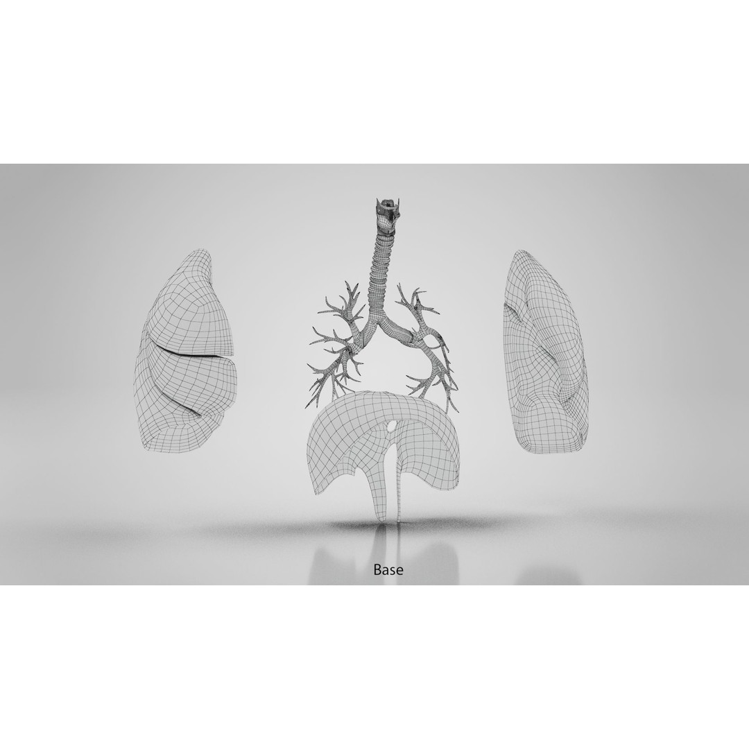 Human Lungs 3D Model – High Quality Medical Anatomy Asset, FBX - View 26