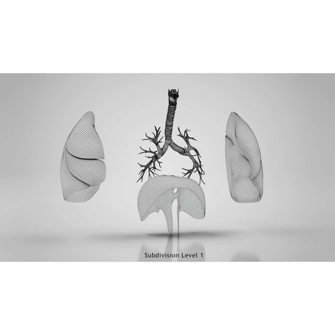 Human Lungs 3D Model – High Quality Medical Anatomy Asset, FBX - View 27