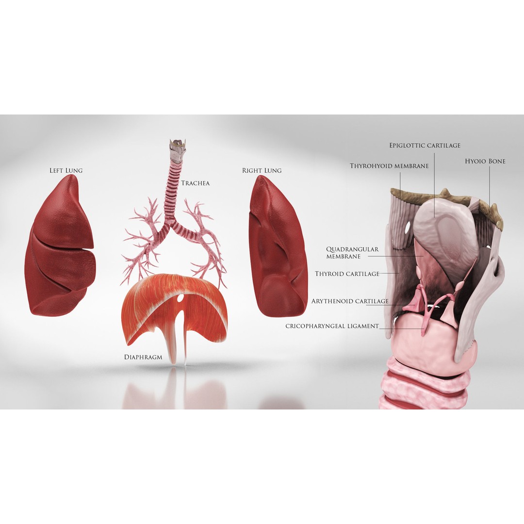 Human Lungs 3D Model – High Quality Medical Anatomy Asset, FBX - View 3