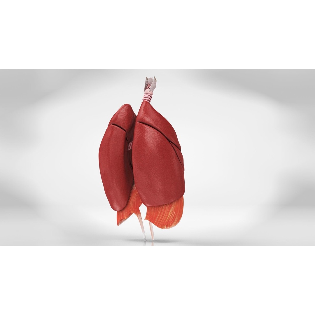 Human Lungs 3D Model – High Quality Medical Anatomy Asset, FBX - View 6
