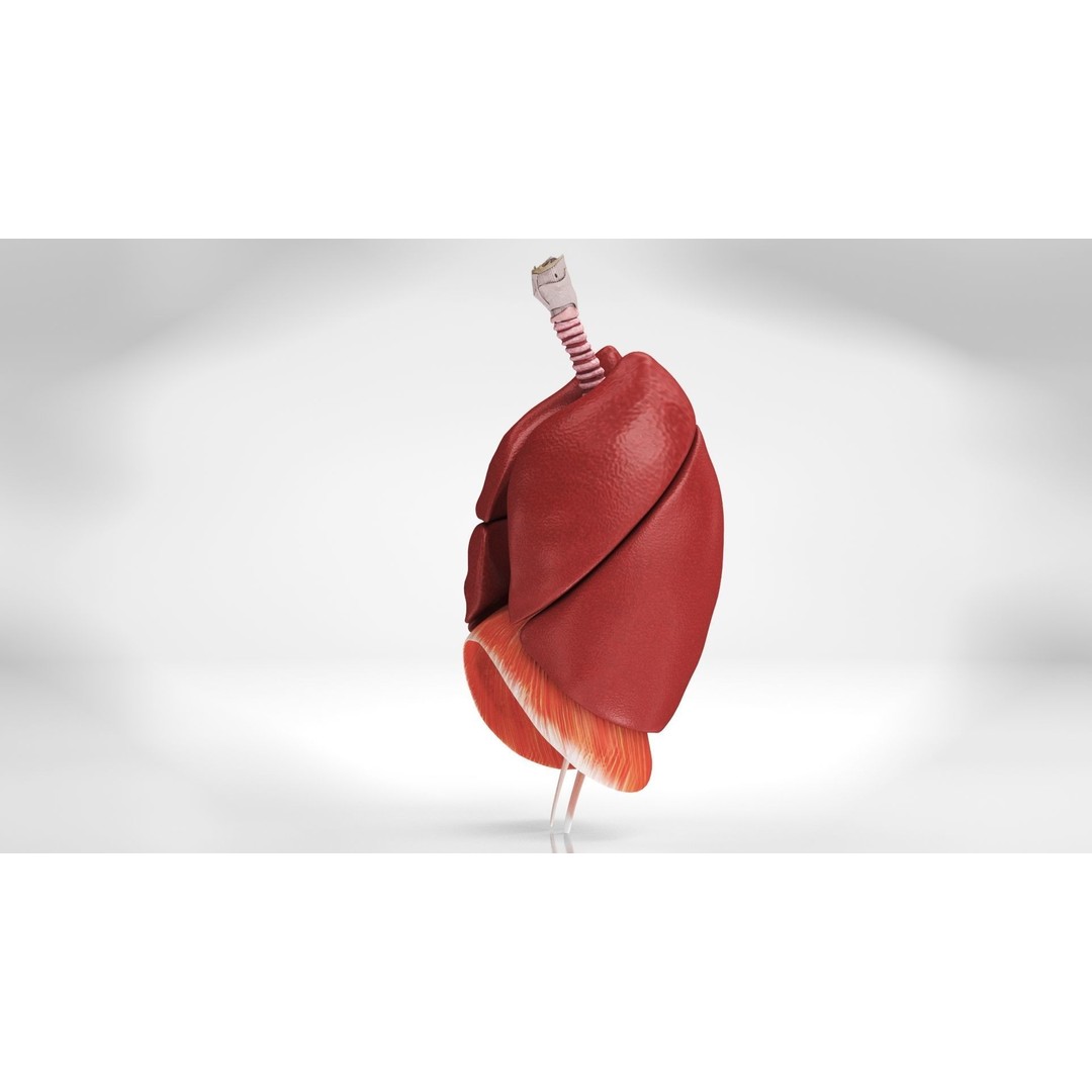 Human Lungs 3D Model – High Quality Medical Anatomy Asset, FBX - View 7