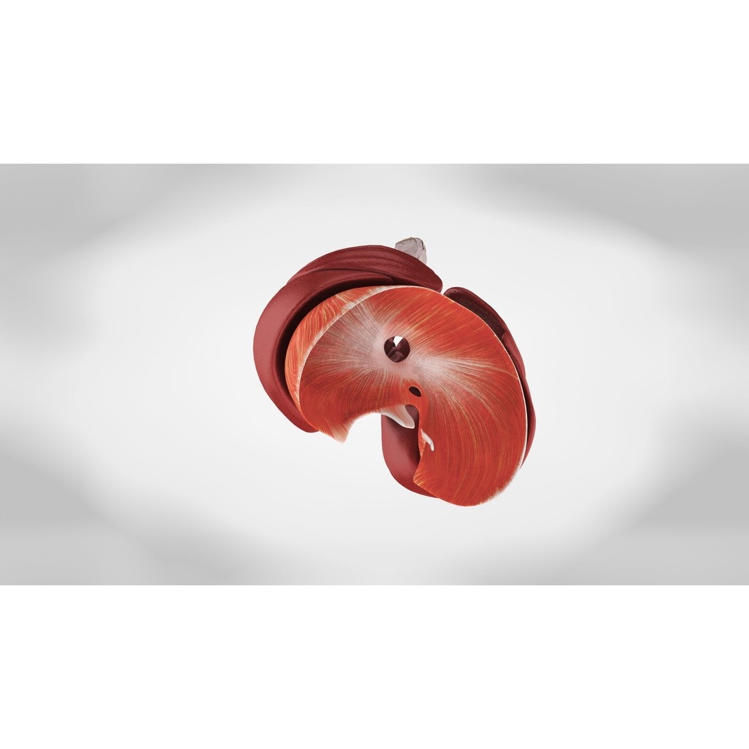 Human Lungs 3D Model – High Quality Medical Anatomy Asset, FBX - View 9