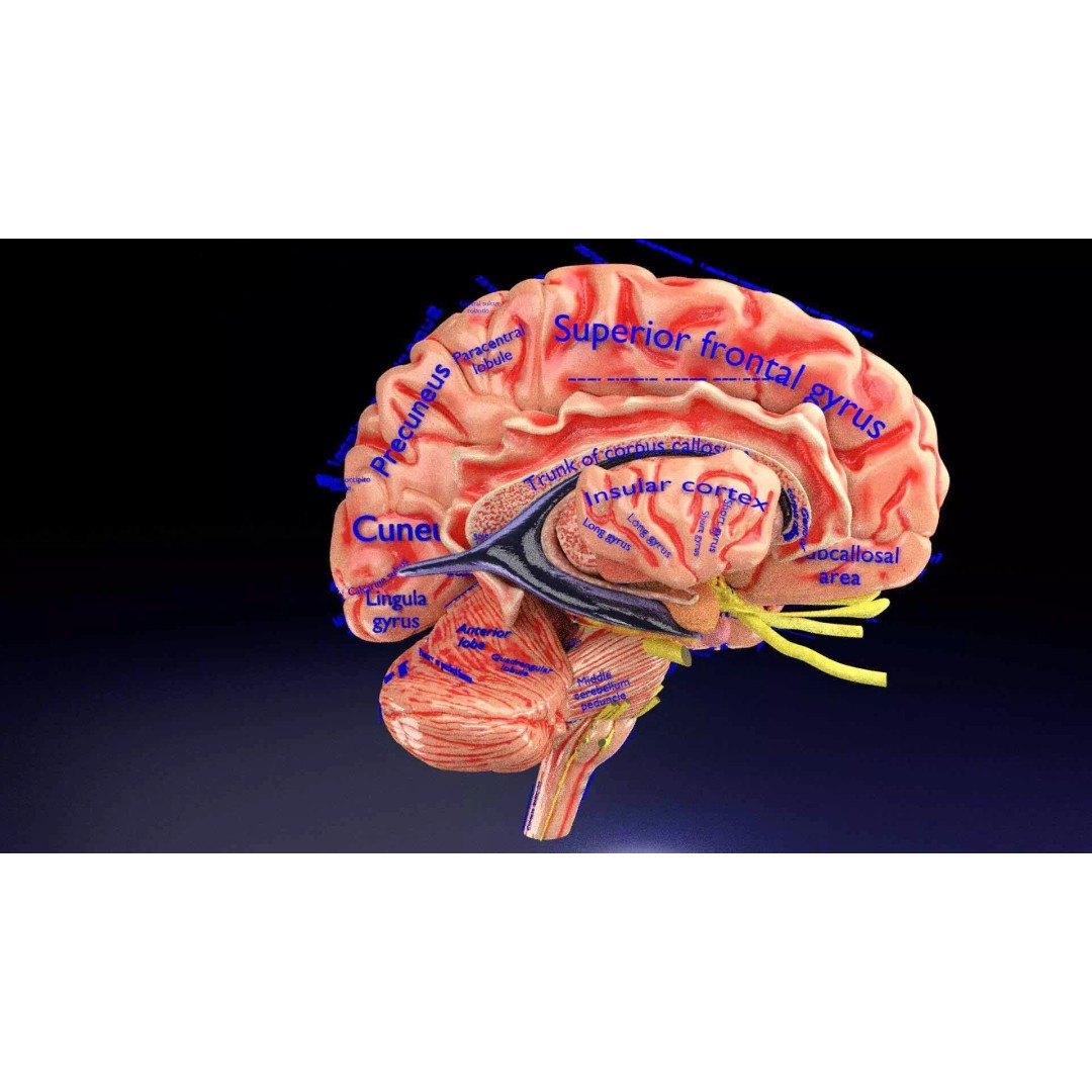 Central Nervous System 3D Model – Detailed Brain Anatomy, PBR Textures - View 10