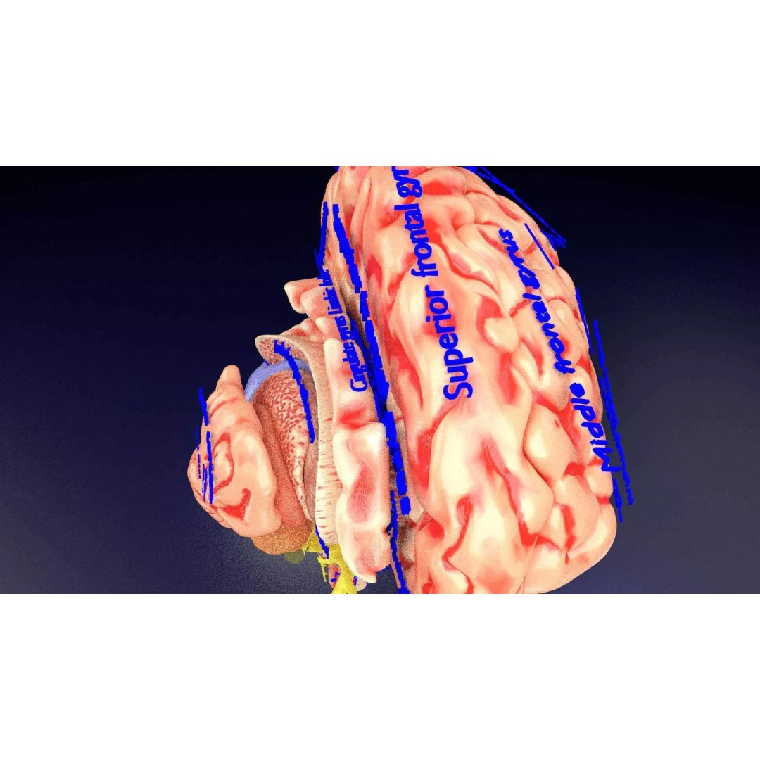 Central Nervous System 3D Model – Detailed Brain Anatomy, PBR Textures - View 12
