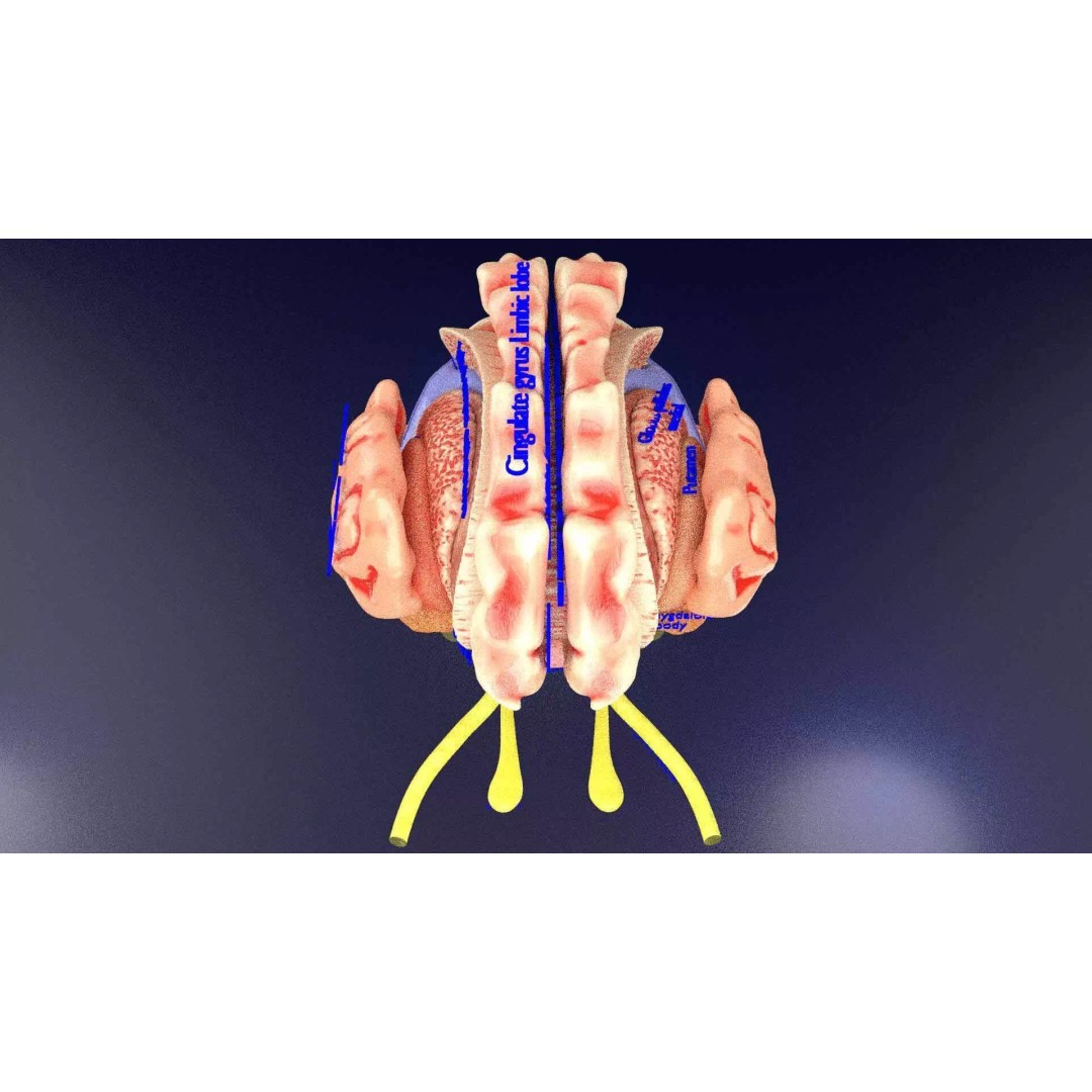Central Nervous System 3D Model – Detailed Brain Anatomy, PBR Textures - View 13