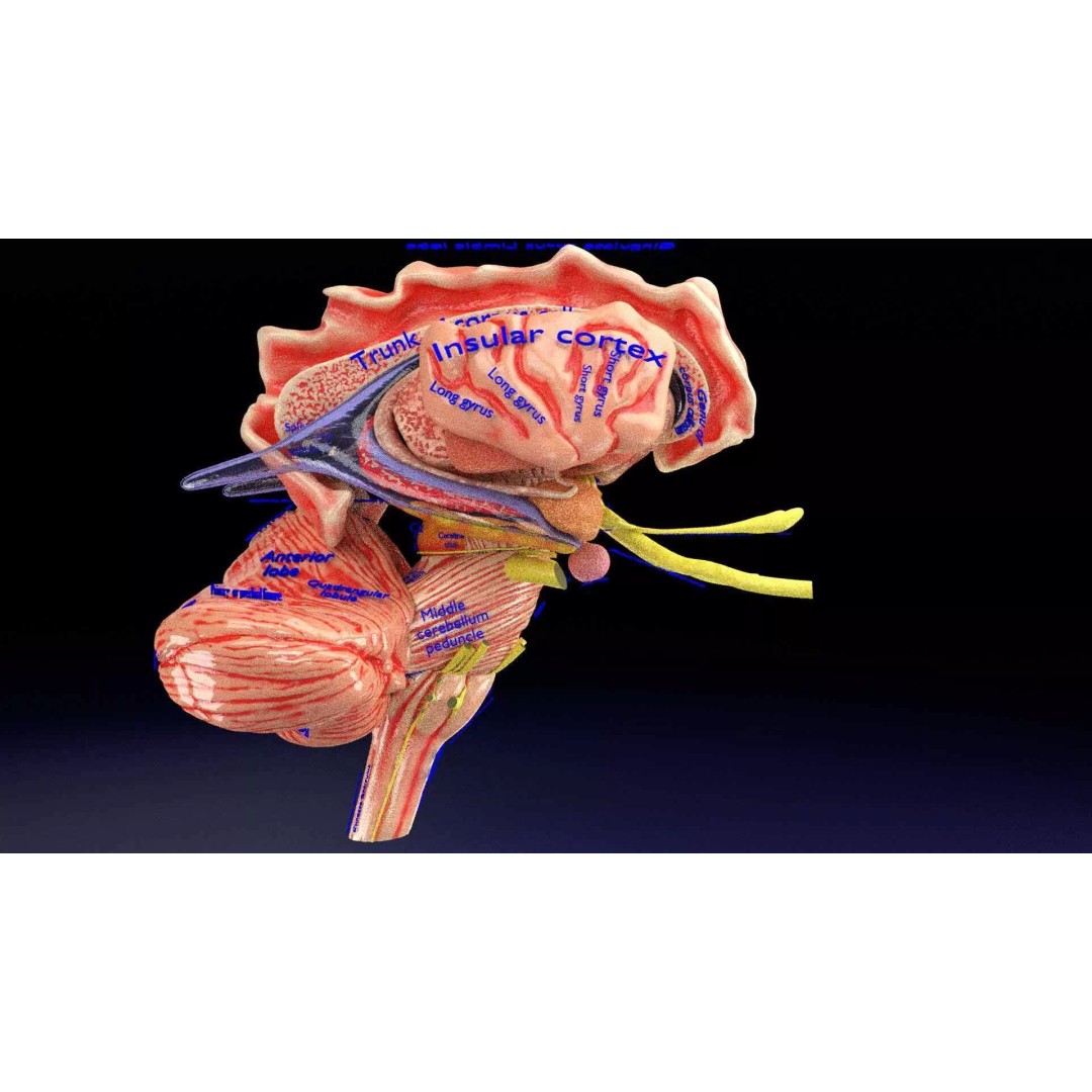 Central Nervous System 3D Model – Detailed Brain Anatomy, PBR Textures - View 14