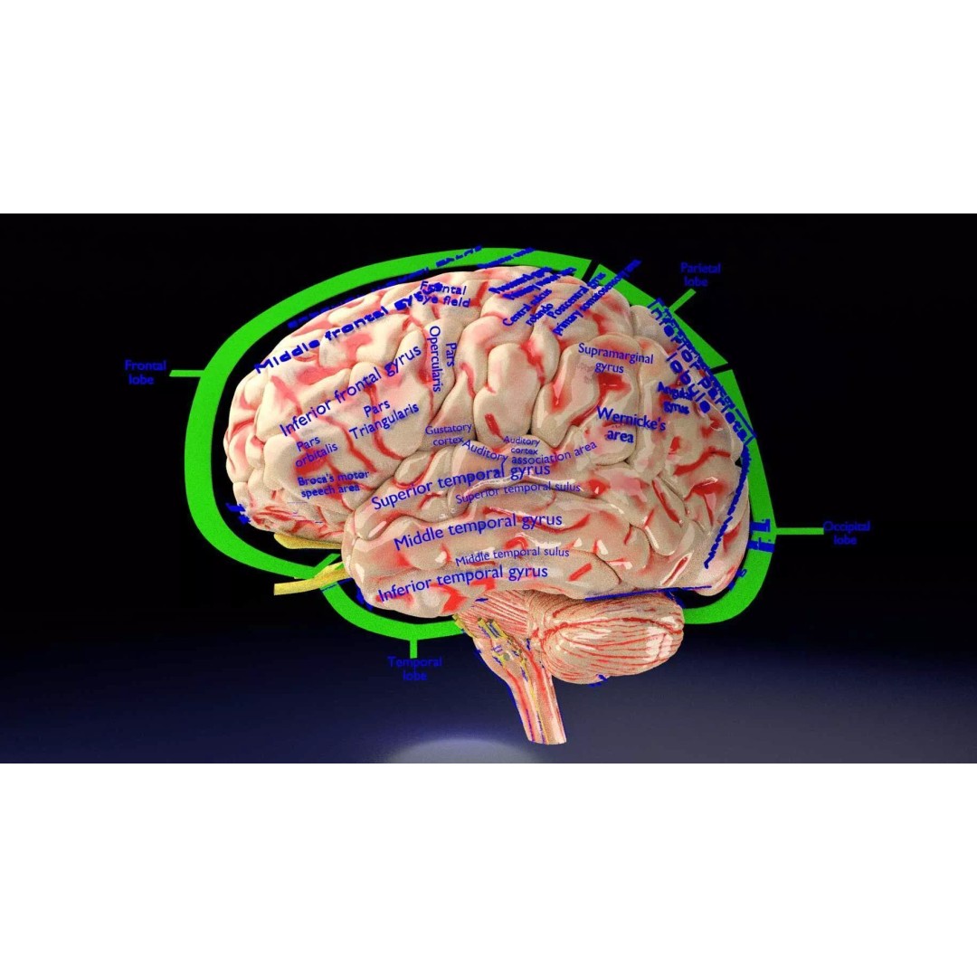 Central Nervous System 3D Model – Detailed Brain Anatomy, PBR Textures - View 15