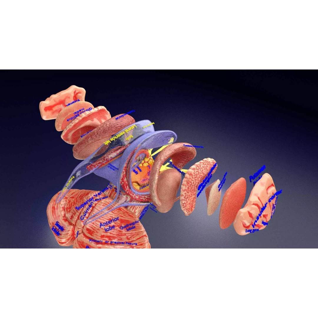Central Nervous System 3D Model – Detailed Brain Anatomy, PBR Textures - View 18