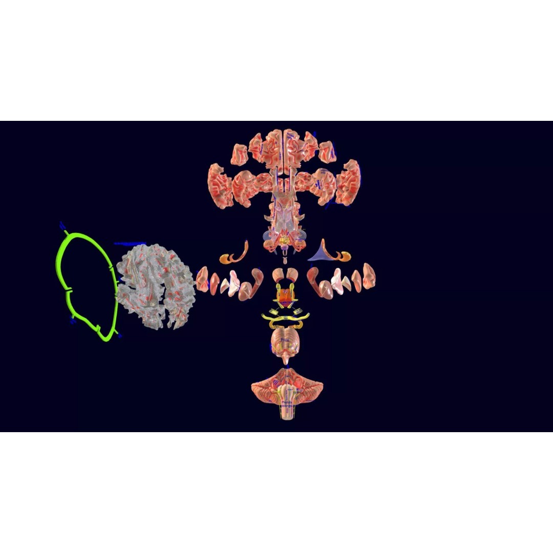 Central Nervous System 3D Model – Detailed Brain Anatomy, PBR Textures - View 2