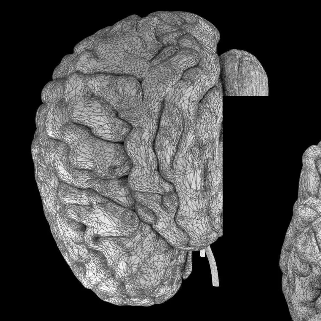 Central Nervous System 3D Model – Detailed Brain Anatomy, PBR Textures - View 24