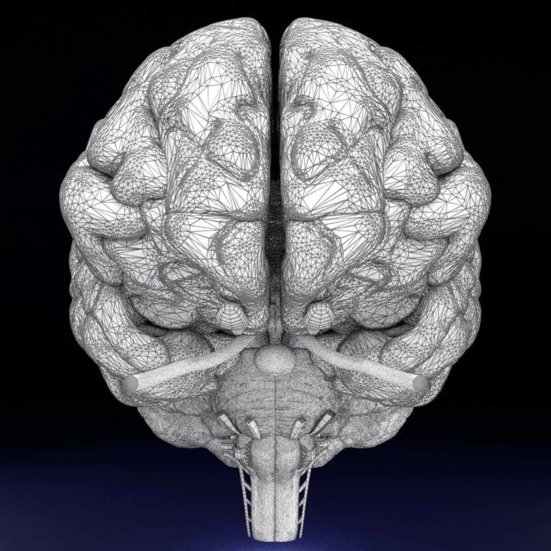 Central Nervous System 3D Model – Detailed Brain Anatomy, PBR Textures - View 25