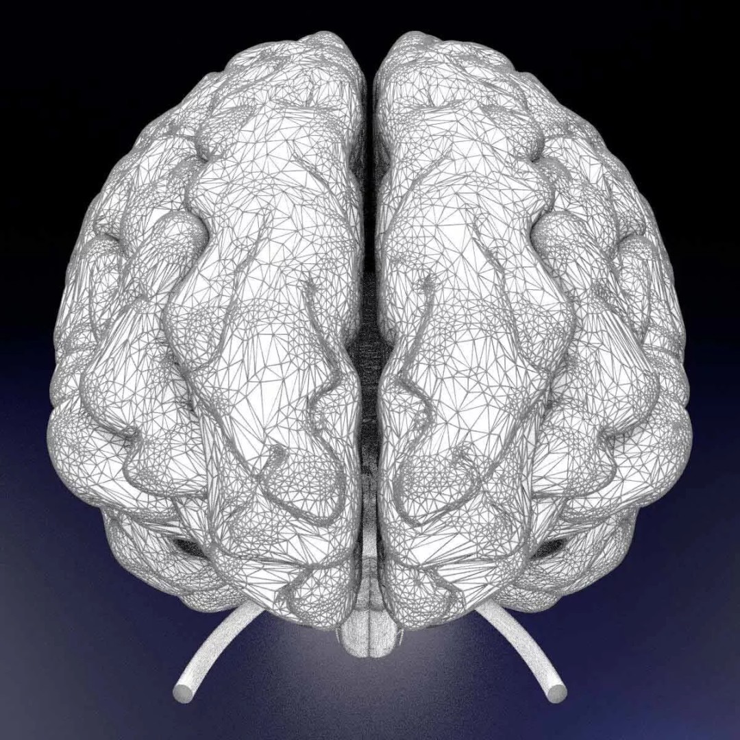 Central Nervous System 3D Model – Detailed Brain Anatomy, PBR Textures - View 26