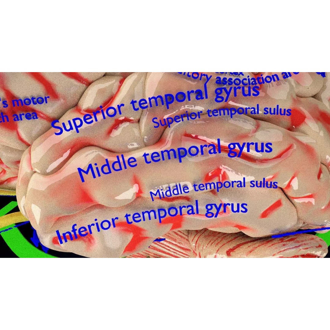 Central Nervous System 3D Model – Detailed Brain Anatomy, PBR Textures - View 27