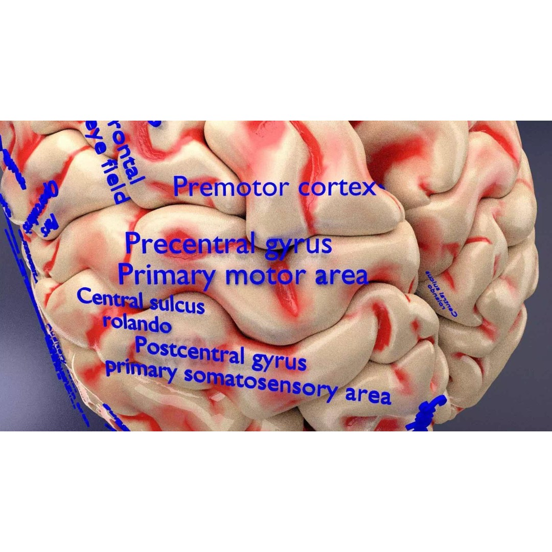 Central Nervous System 3D Model – Detailed Brain Anatomy, PBR Textures - View 28