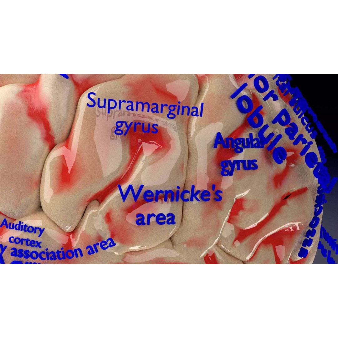 Central Nervous System 3D Model – Detailed Brain Anatomy, PBR Textures - View 29