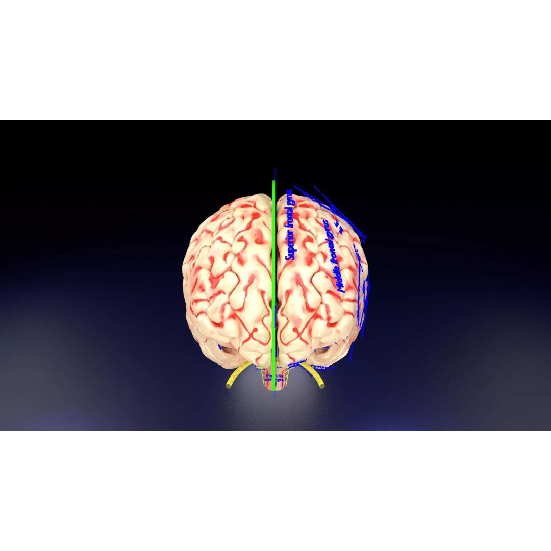 Central Nervous System 3D Model – Detailed Brain Anatomy, PBR Textures - View 3