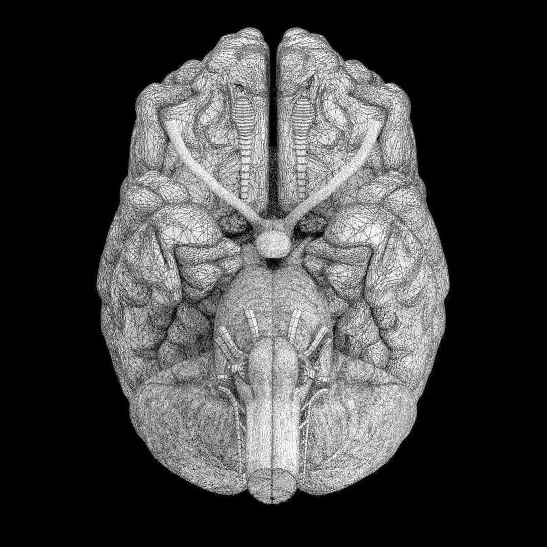 Central Nervous System 3D Model – Detailed Brain Anatomy, PBR Textures - View 31