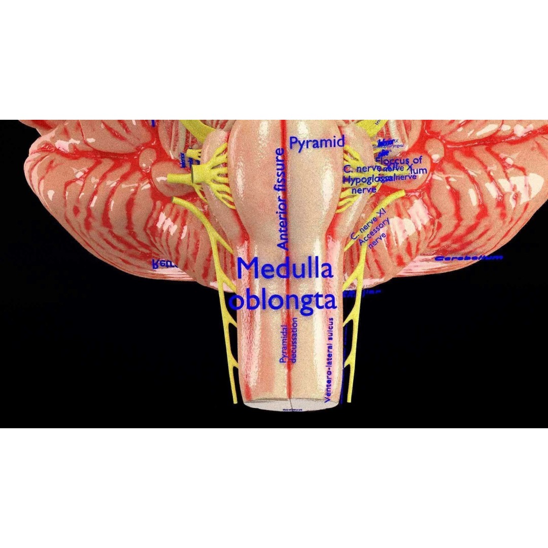 Central Nervous System 3D Model – Detailed Brain Anatomy, PBR Textures - View 32