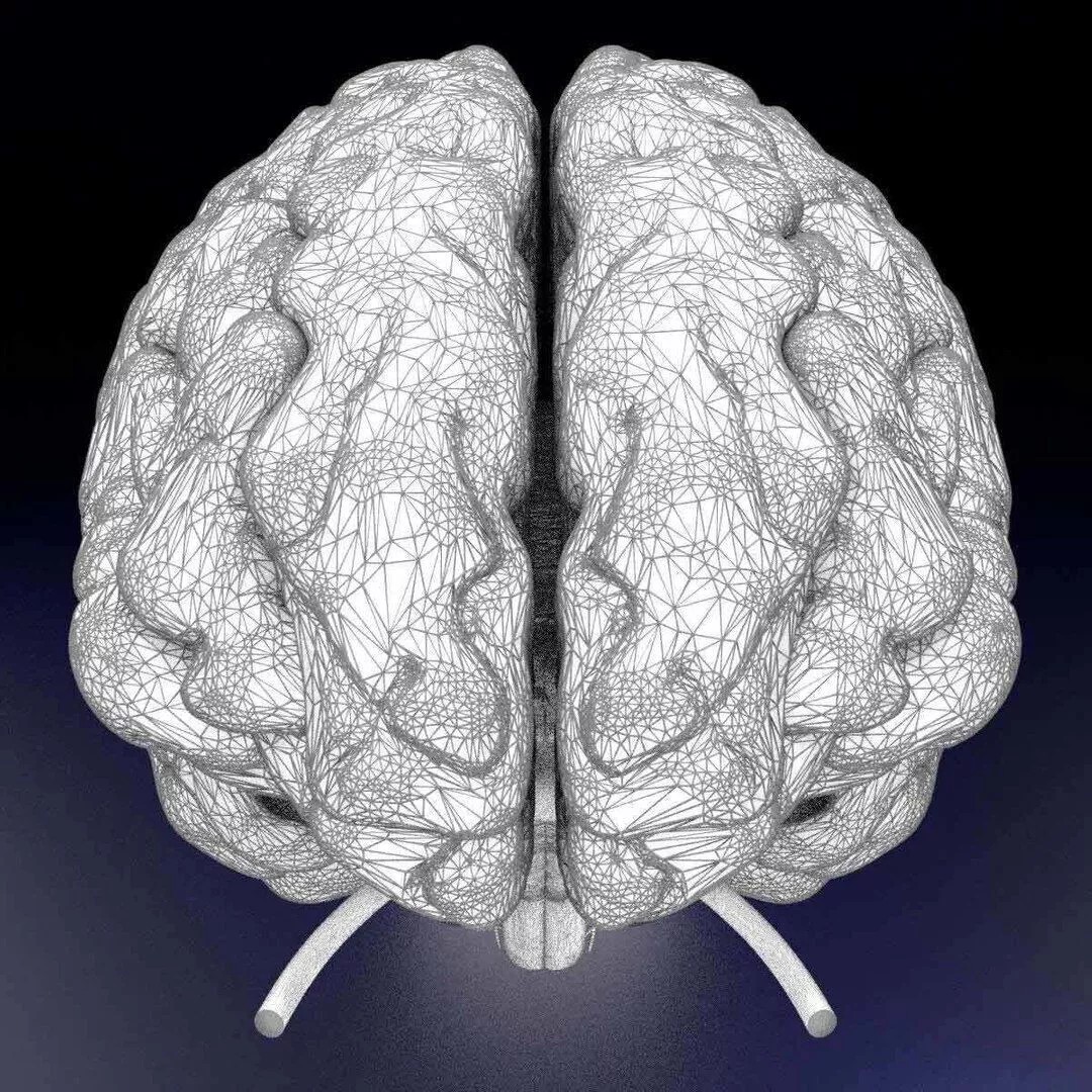 Central Nervous System 3D Model – Detailed Brain Anatomy, PBR Textures - View 33