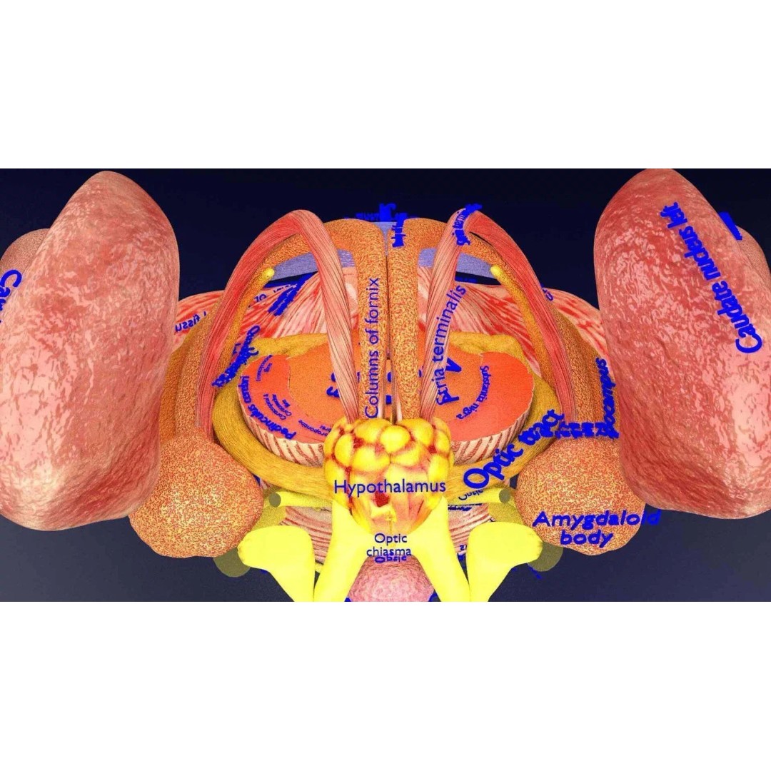 Central Nervous System 3D Model – Detailed Brain Anatomy, PBR Textures - View 35
