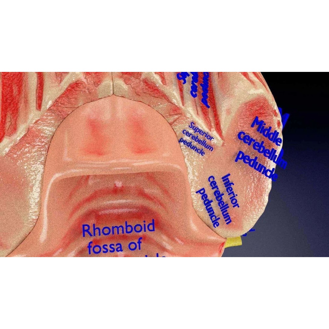 Central Nervous System 3D Model – Detailed Brain Anatomy, PBR Textures - View 37