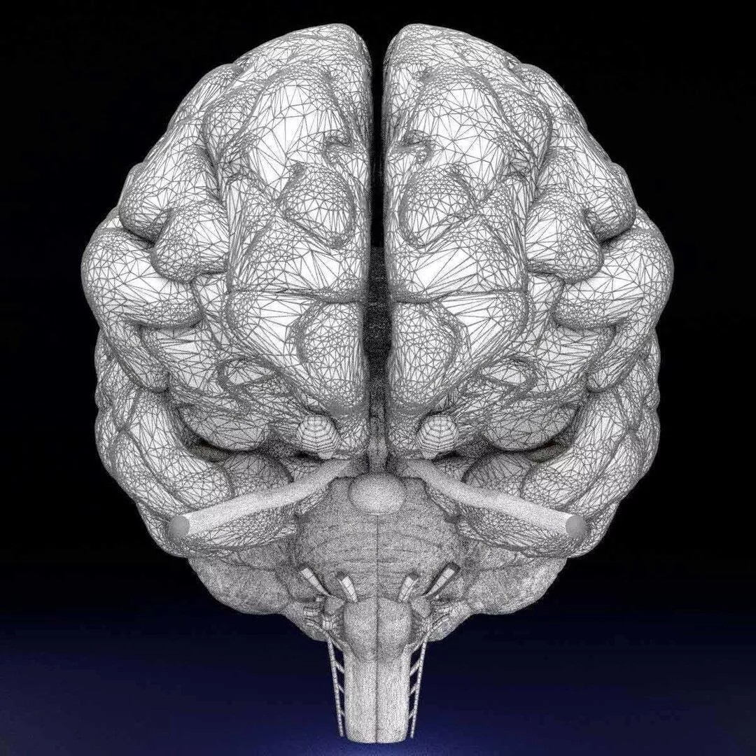 Central Nervous System 3D Model – Detailed Brain Anatomy, PBR Textures - View 39
